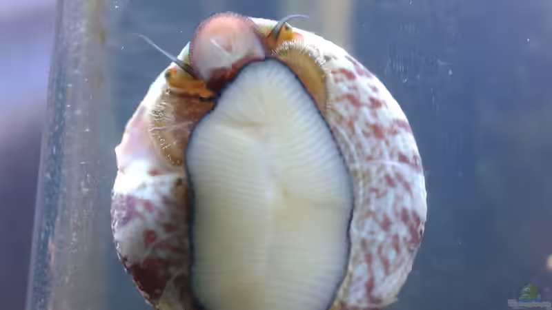 Besatz im Aquarium Meerwasser Nano Cube 60L Marinus von Steven Liebe (7)