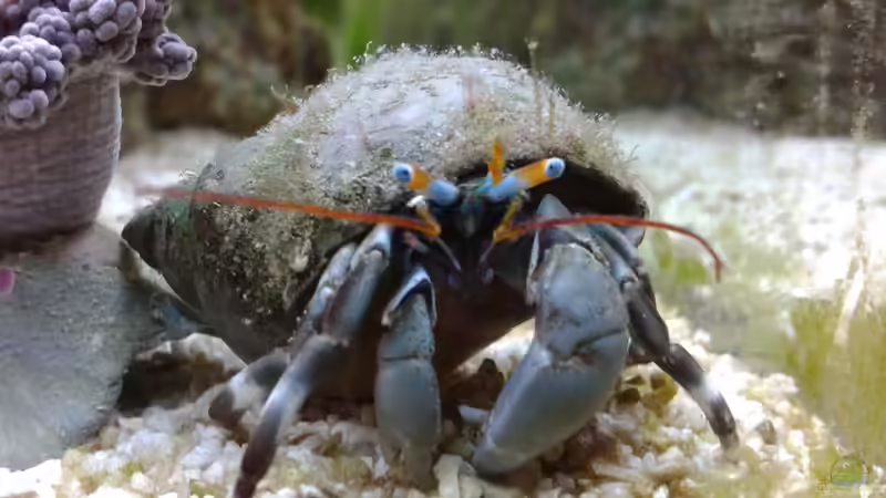 Besatz im Aquarium Meerwasser Nano Cube 60L Marinus von Steven Liebe (8)