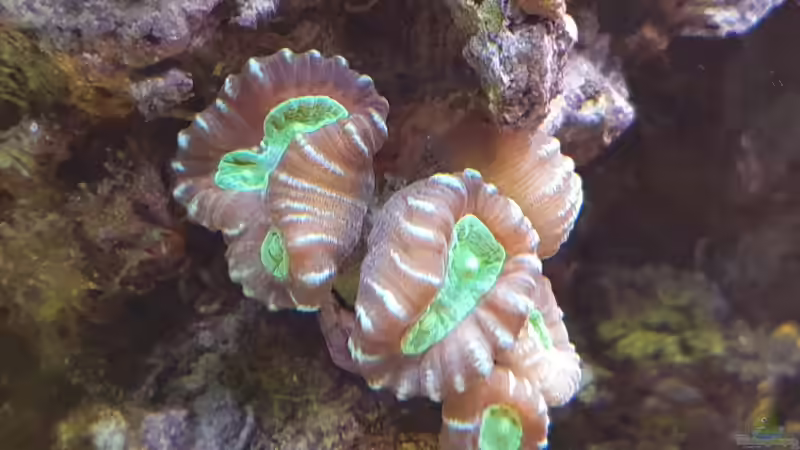 Besatz im Aquarium Meerwasser von Jens Berthold (6)