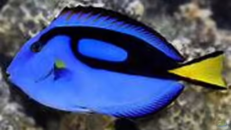 Besatz im Aquarium Meerwasser von Kirschi (11)