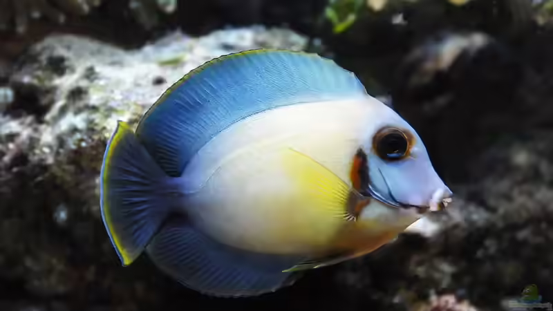 Besatz im Aquarium Meerwasser von Kirschi (12)