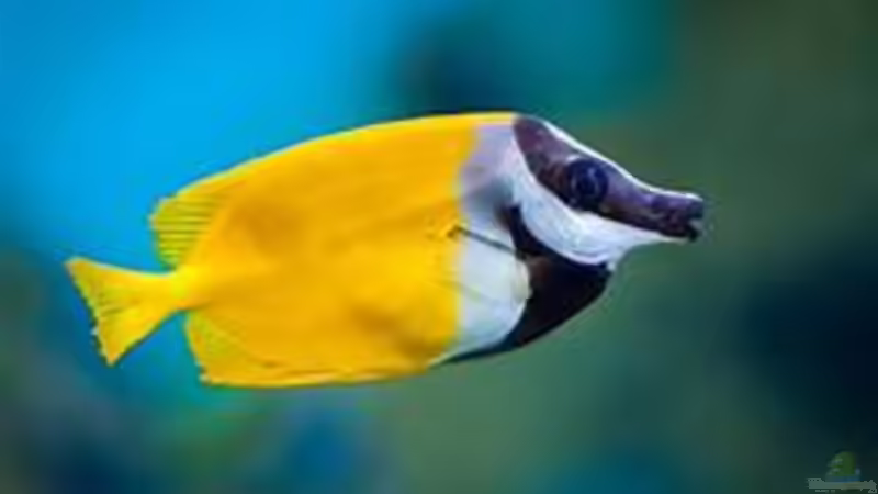 Besatz im Aquarium Meerwasser von Kirschi (14)