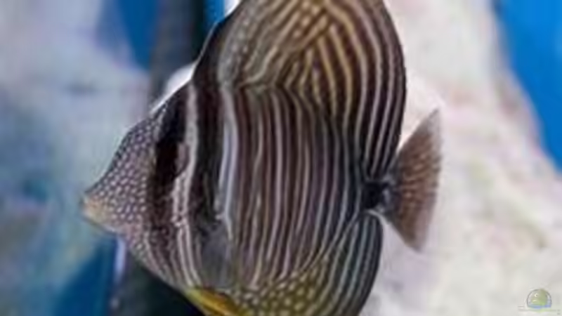 Besatz im Aquarium Meerwasser von Kirschi (17)