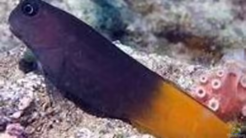 Besatz im Aquarium Meerwasser von Kirschi (18)