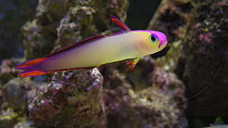 Besatz im Aquarium Meerwasser von Kirschi (19)