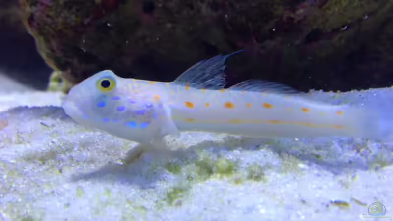 Besatz im Aquarium Meerwasser von Kirschi (20)