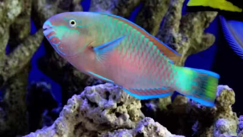 Besatz im Aquarium Meerwasser von Kirschi (21)