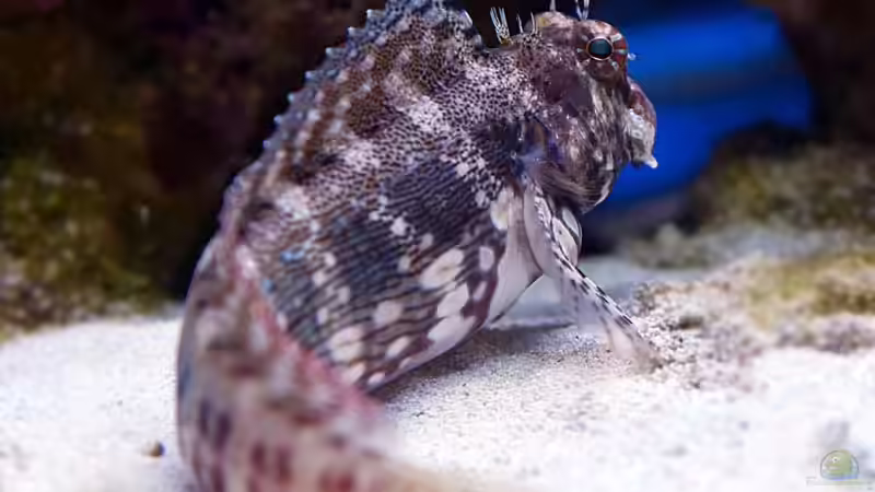 Besatz im Aquarium Meerwasser von Kirschi (7)
