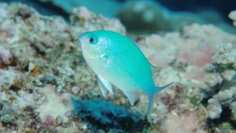 Besatz im Aquarium Meerwasser von Kirschi (8)