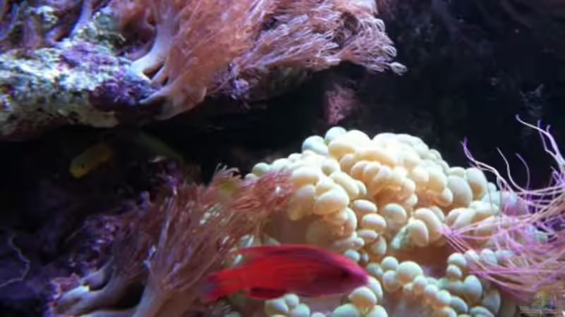 Besatz im Aquarium Meerwasser von MisterB (2)