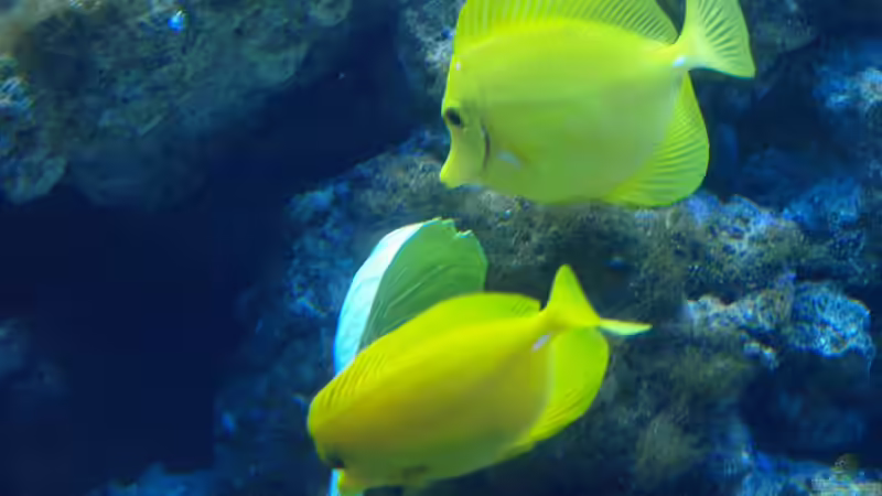 Besatz im Aquarium Meerwasser von mr.boomBASCHTIc (23)
