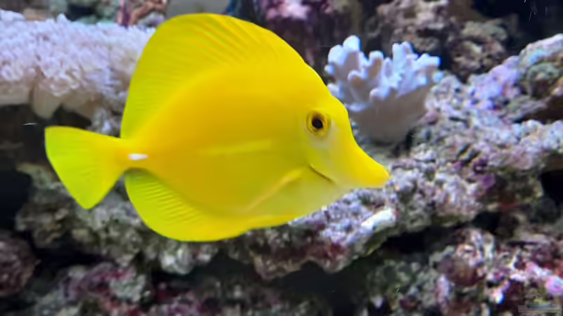 Besatz im Aquarium Meerwasseraquarium von carkl (11)