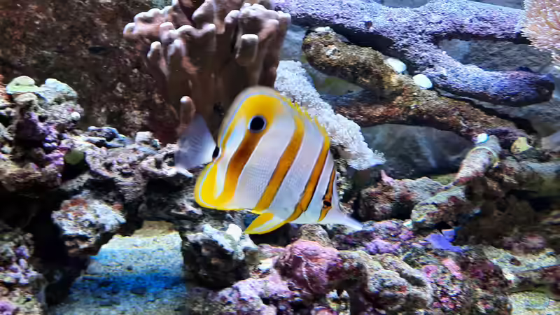 Besatz im Aquarium Meerwasseraquarium von carkl (12)