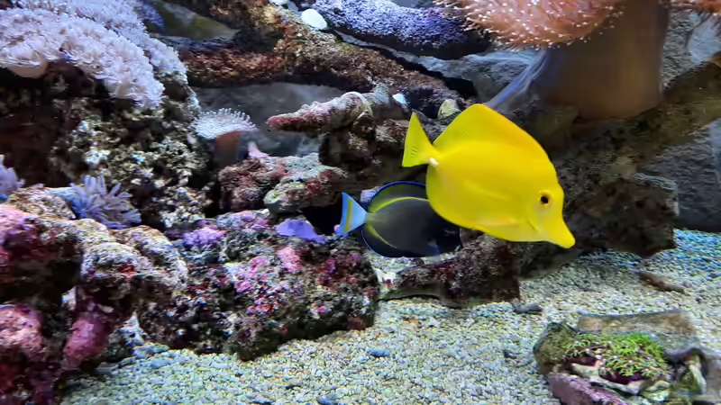 Besatz im Aquarium Meerwasseraquarium von carkl (13)