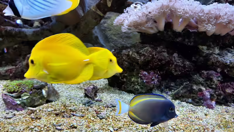 Besatz im Aquarium Meerwasseraquarium von carkl (14)