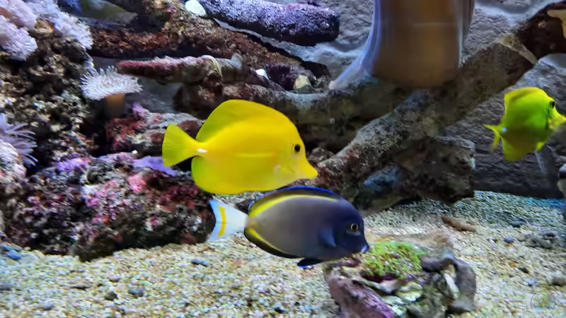 Besatz im Aquarium Meerwasseraquarium von carkl (15)
