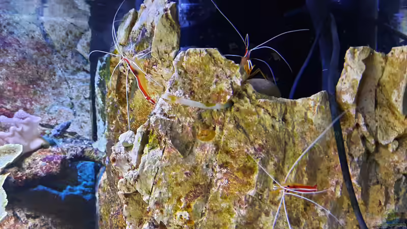 Besatz im Aquarium Meerwasseraquarium von carkl (16)