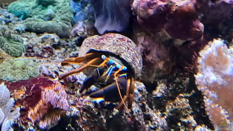 Besatz im Aquarium Meerwasseraquarium von carkl (17)