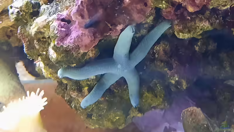 Besatz im Aquarium Meerwasseraquarium von carkl (19)