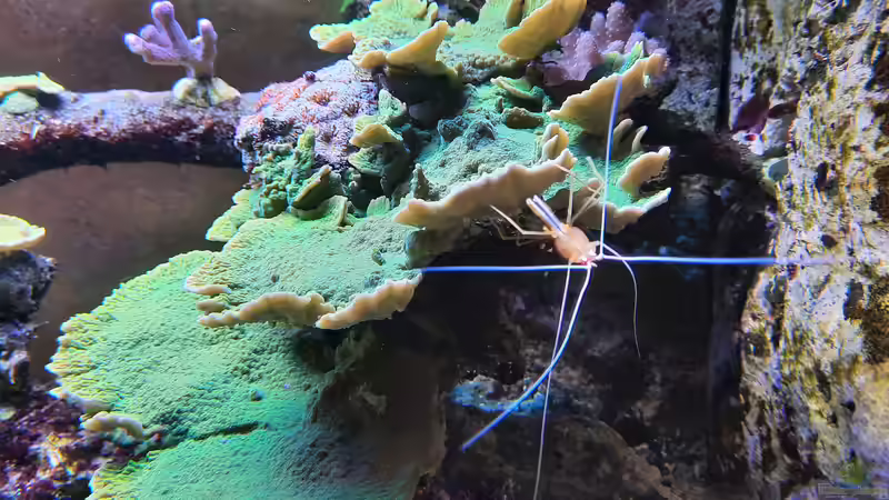 Besatz im Aquarium Meerwasseraquarium von carkl (21)