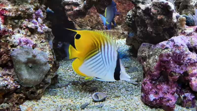 Besatz im Aquarium Meerwasseraquarium von carkl (22)