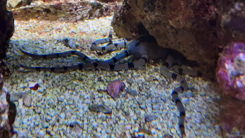 Besatz im Aquarium Meerwasseraquarium von carkl (23)