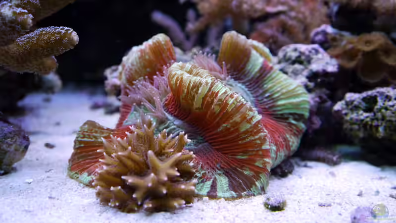 Besatz im Aquarium Meerwasseraquarium von Enrico (11)