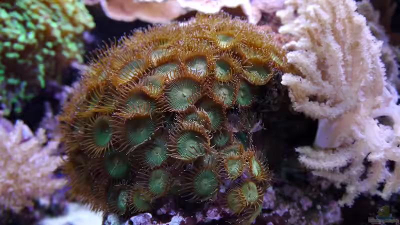 Besatz im Aquarium Meerwasseraquarium von Enrico (12)