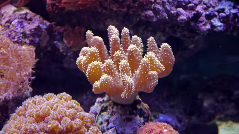 Besatz im Aquarium Meerwasseraquarium von Enrico (14)