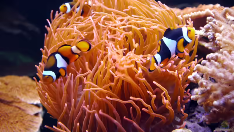 Besatz im Aquarium Meerwasseraquarium von Enrico (16)