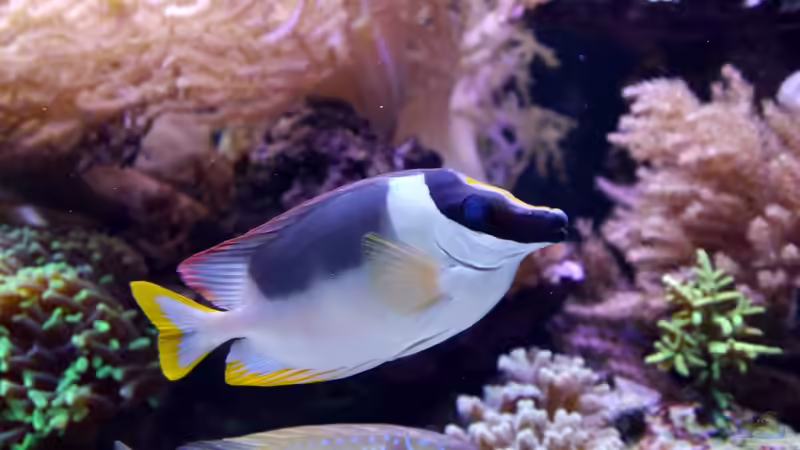 Besatz im Aquarium Meerwasseraquarium von Enrico (7)