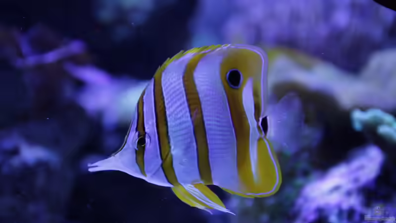 Besatz im Aquarium Meerwasseraquarium von Hippi013 (56)