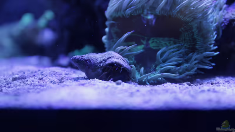 Besatz im Aquarium Meerwasseraquarium von Hippi013 (57)