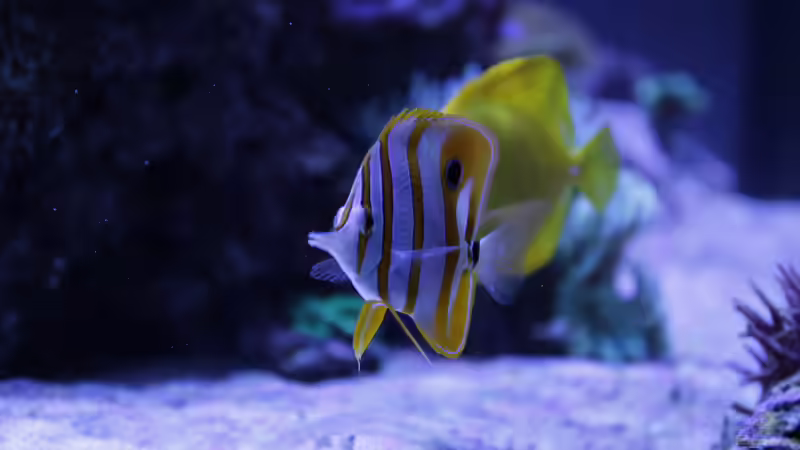 Besatz im Aquarium Meerwasseraquarium von Hippi013 (59)