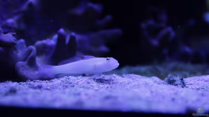 Besatz im Aquarium Meerwasseraquarium von Hippi013 (61)