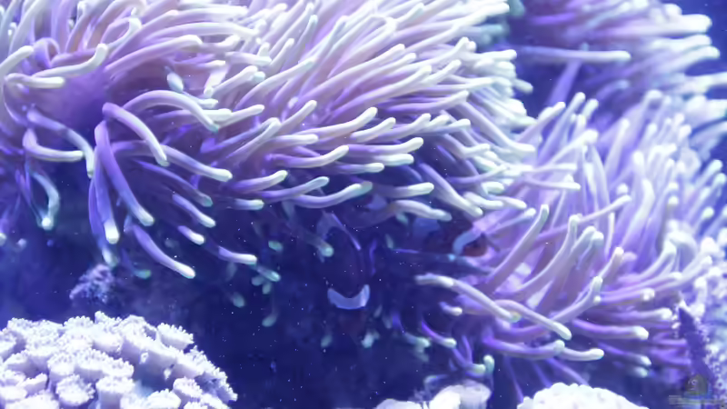 Besatz im Aquarium Meerwasseraquarium von Hippi013 (62)