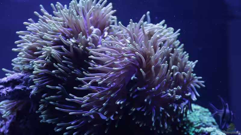 Besatz im Aquarium Meerwasseraquarium von Hippi013 (63)