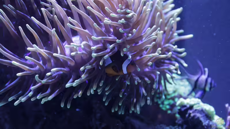 Besatz im Aquarium Meerwasseraquarium von Hippi013 (64)