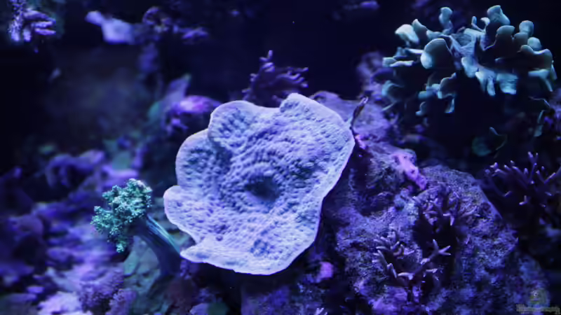 Besatz im Aquarium Meerwasseraquarium von Hippi013 (65)