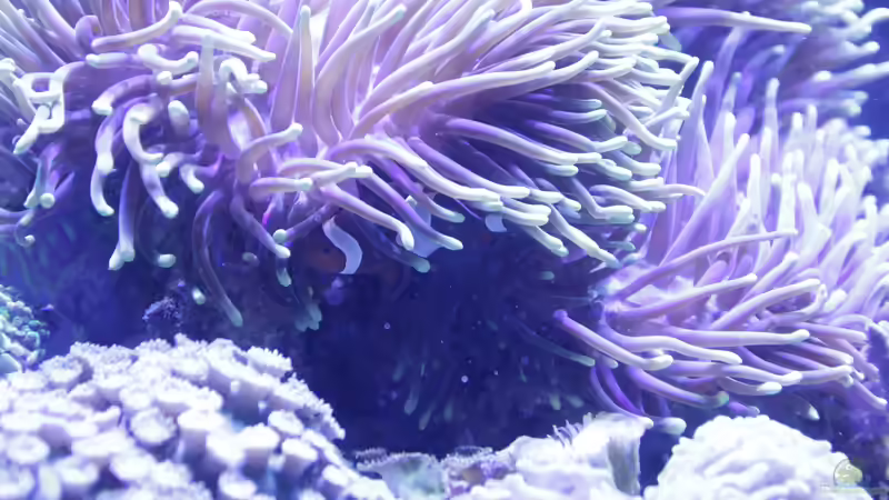 Besatz im Aquarium Meerwasseraquarium von Hippi013 (66)