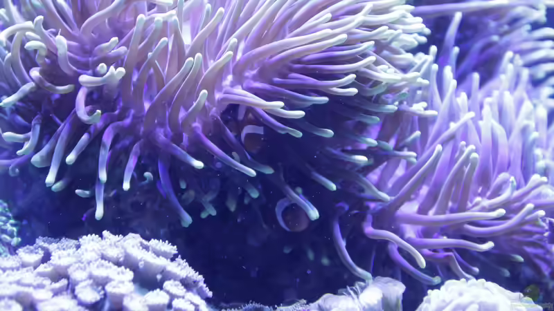 Besatz im Aquarium Meerwasseraquarium von Hippi013 (67)