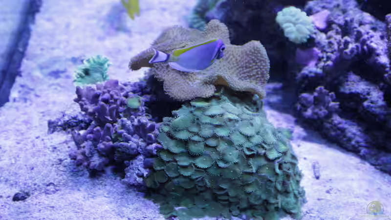 Besatz im Aquarium Meerwasseraquarium von Hippi013 (68)