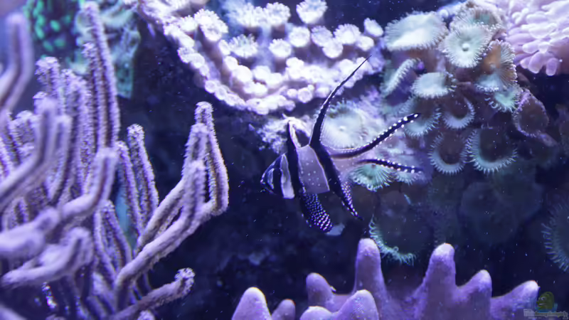 Besatz im Aquarium Meerwasseraquarium von Hippi013 (69)