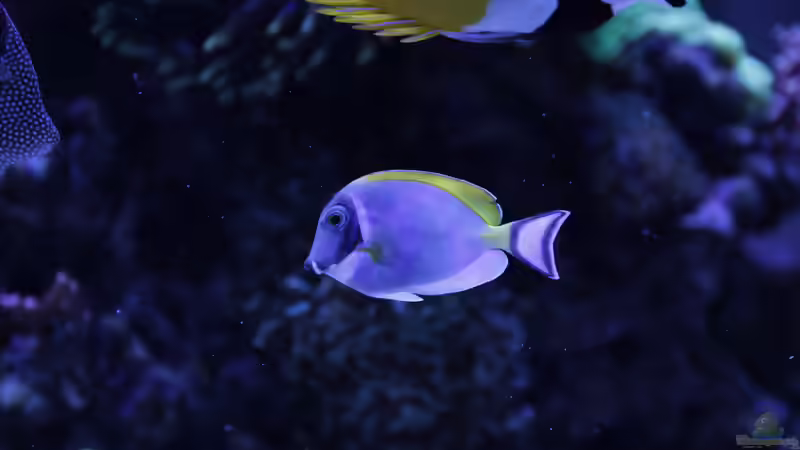 Besatz im Aquarium Meerwasseraquarium von Hippi013 (70)