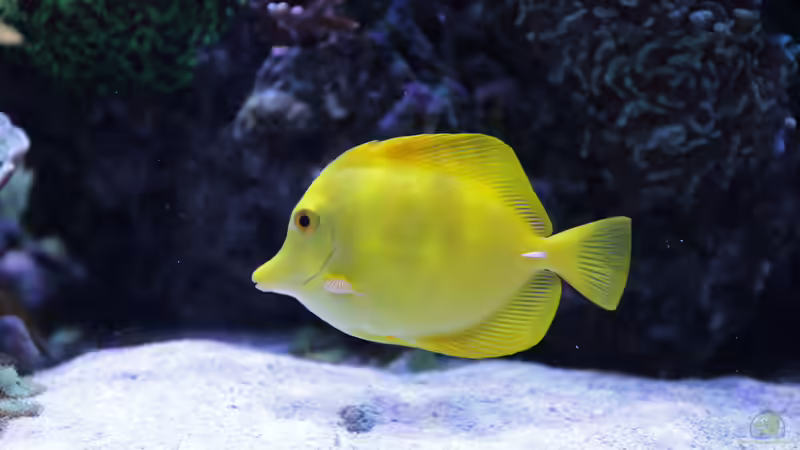 Besatz im Aquarium Meerwasseraquarium von Hippi013 (71)