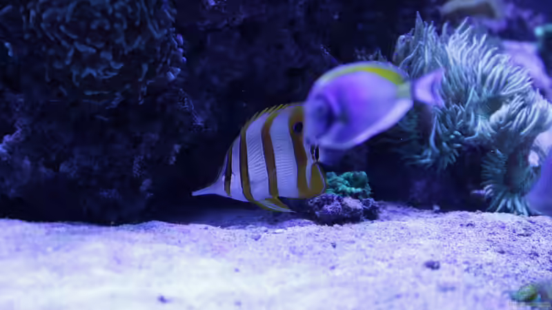 Besatz im Aquarium Meerwasseraquarium von Hippi013 (73)