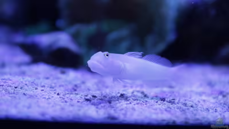 Besatz im Aquarium Meerwasseraquarium von Hippi013 (74)