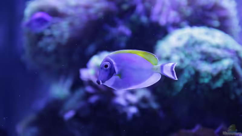 Besatz im Aquarium Meerwasseraquarium von Hippi013 (76)