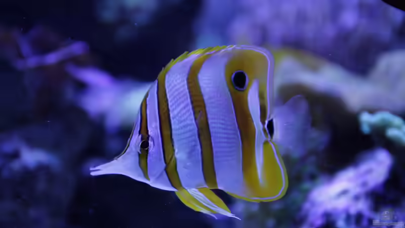 Besatz im Aquarium Meerwasseraquarium von Hippi013 (77)