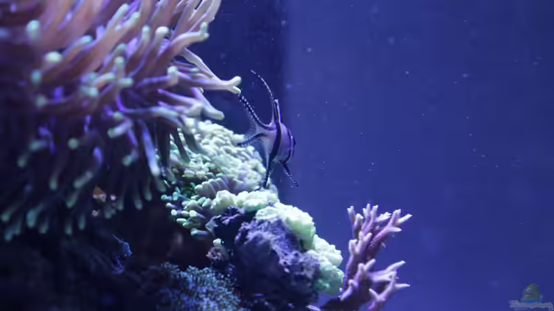 Besatz im Aquarium Meerwasseraquarium von Hippi013 (78)